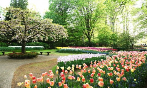 Zdjcie HOLANDIA / Amsterdam / Ogrody Keukenhof / W zakwicie