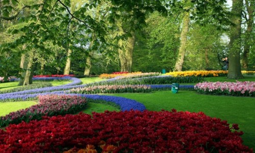 Zdjcie HOLANDIA / Amsterdam / Ogrody Keukenhof / Barwna kompozycja