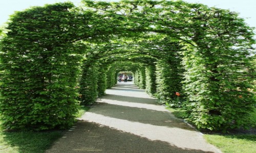 Zdjcie HOLANDIA / Amsterdam / Ogrody Keukenhof / Zielony tunel 2