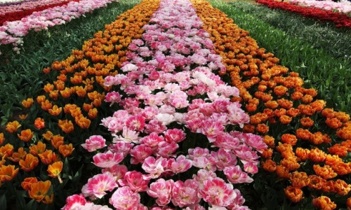 Zdjcie HOLANDIA / Amsterdam / Ogrody Keukenhof / Kwiatowy dywan
