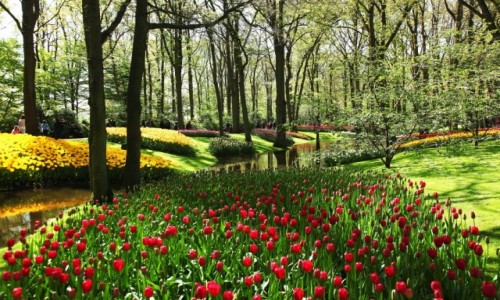 Zdjcie HOLANDIA / Amsterdam / Ogrody Keukenhof / Tulipanowy zawrt gowy