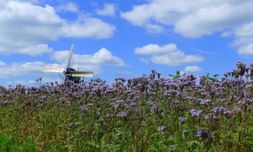 Zdjcie HOLANDIA / Achterhoek/ Wschodnia  Holandia / Winterswijk / Molen Bataaf
