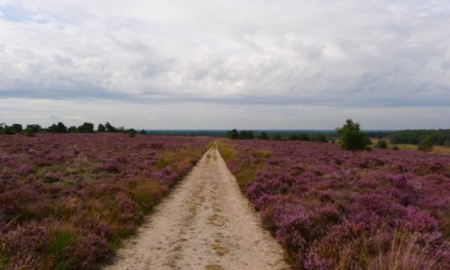 Zdjcie HOLANDIA / Gelderland / Park Narodowy Hoge Veluwe / Wrzosowiska take i w Holandii 
