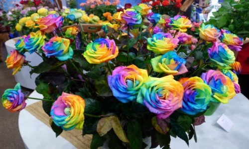 Zdjcie HOLANDIA / Noord Holland / Ogrd Keukenhof/ okolice Lisse/ Pawilon kwiatowy Ksinej   Beatrix / Tczowe re 