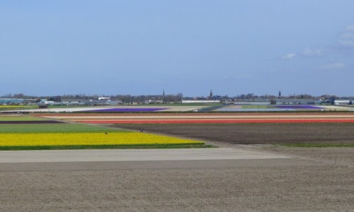 Zdjcie HOLANDIA / Noord Holland / Okolice Keukenhof/ Lisse  / Kolorowy dywan zaczyna si rozwija...