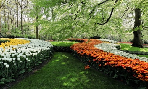 Zdjcie HOLANDIA / Amsterdam / Ogrody Keukenhof  / W cieniu drzew