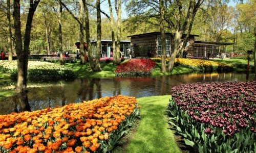 Zdjecie HOLANDIA / Amsterdam / Ogrody Keukenhof  / To warto zobaczy