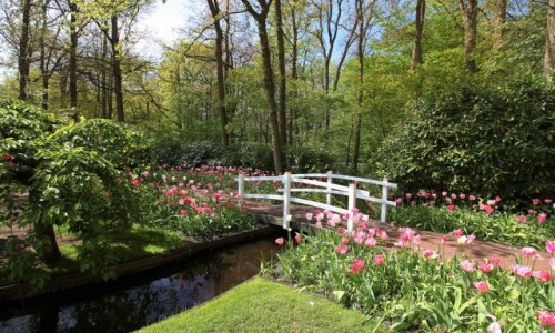 Zdjcie HOLANDIA / Amsterdam / Ogrody Keukenhof  / Biay mostek