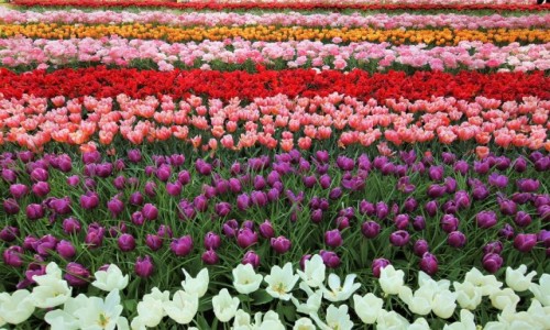Zdjecie HOLANDIA / Amsterdam / Ogrody Keukenhof  / Wiosenny dywan