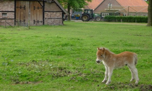 Zdjcie HOLANDIA / Achterhoek/ Wschodnia  Holandia / Gdzie na rowerku / Konik prawie na biegunach