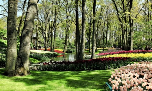 Zdjcie HOLANDIA / Amsterdam / Ogrody Keukenhof  / Kolorowe kobierce pod drzewami