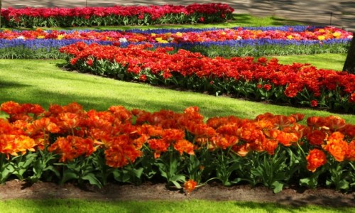 Zdjcie HOLANDIA / Amsterdam / Ogrody Keukenhof  / Czekajc