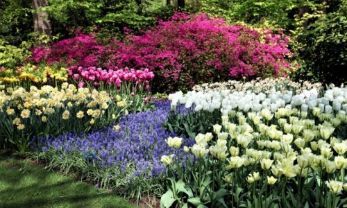 Zdjcie HOLANDIA / Amsterdam / Ogrody Keukenhof  / Wiosennie