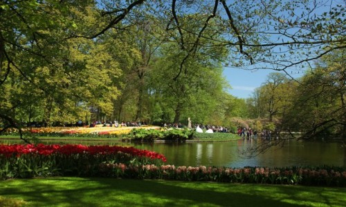 Zdjcie HOLANDIA / Amsterdam / Ogrody Keukenhof  / Popoudniowy spacer