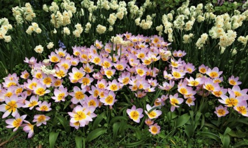 Zdjcie HOLANDIA / Amsterdam / Ogrody Keukenhof  / Tulipany i narcyzy