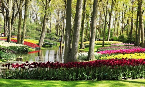 Zdjcie HOLANDIA / Amsterdam / Ogrody Keukenhof  / Ogrd w cieniu drzew