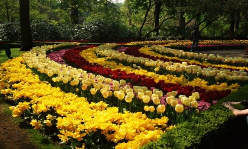 Zdjęcie HOLANDIA / Lisse / Keukenhof / Ogrody Keukenhof