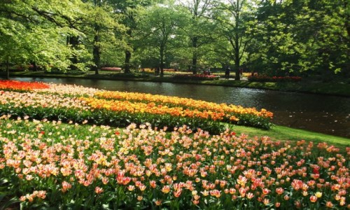Zdjęcie HOLANDIA / Lisse / Keukenhof / Keukenhof Garden