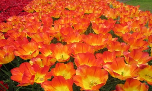 Zdjcie HOLANDIA / Bollenstreek / Keukenhof / Ogrody Keukenhof 2