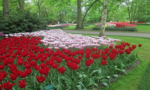 Zdjcie HOLANDIA / Bollenstreek / Keukenhof / Ogrody Keukenhof 3