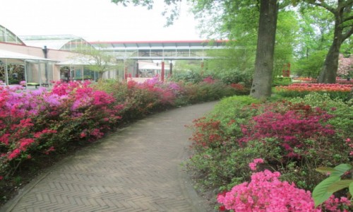 Zdjcie HOLANDIA / Bollenstreek / Keukenhof / Ogrody Keukenhof 4