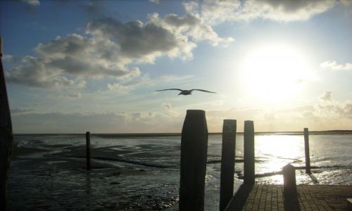 Zdjecie HOLANDIA / Schiermonnikoog / Schiermonnikoog / Schiermonnikoog