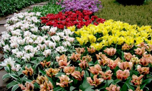 Zdjecie HOLANDIA / okolice Amsterdamu / okolice Amsterdamu / tulipanki