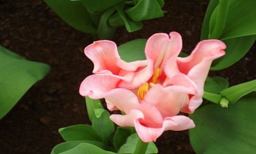 Zdjęcie HOLANDIA / okolice Lisse / Keukenhof Park / tulipan