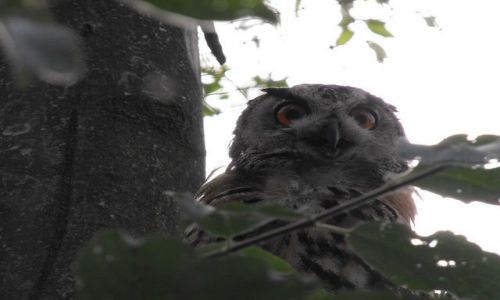 Zdjęcie HOLANDIA / poludnie / Limburgia / permanentna inwigilacja