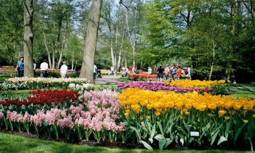 Zdjecie HOLANDIA / Lisse / Keukenhof  / Wiosna po holendersku