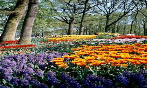 Zdjecie HOLANDIA / Lisse / Keukenhof  / Wiosna po holendersku