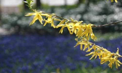 Zdjecie HOLANDIA / zuid holland / Keukenhof / Przyroda - wiosenne kwiaty