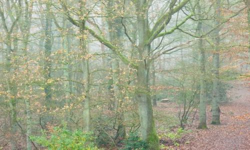 Zdjecie HOLANDIA / Drenthe / Schoonoord / Mglisty poranek