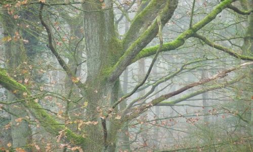 Zdjecie HOLANDIA / Drenthe / Schoonoord / Aura lena