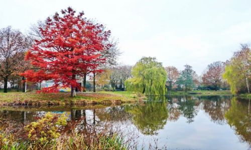 Zdjecie HOLANDIA / Overijssel / hardenberg / Staw w Hardenbergu