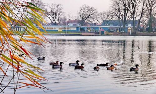 Zdjcie HOLANDIA / Overijssel / Hengelo / Chyba 15 kaczek