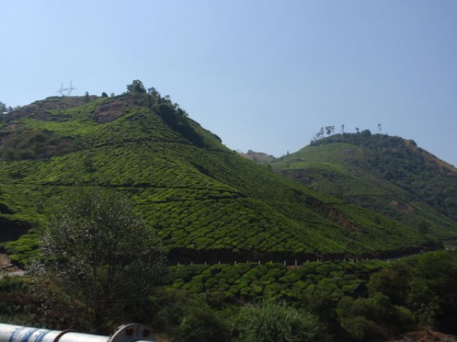 Zdjęcia: Munnar, Kerala, tea, HONG KONG Zdjęcia: Munnar, Kerala, tea, HONG KONG