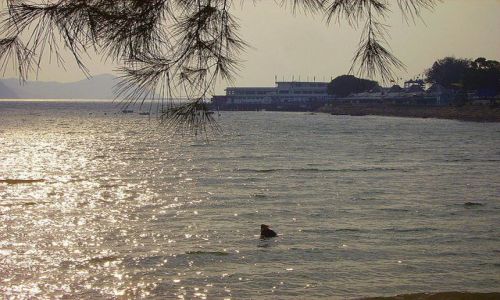 Zdjęcie HONG KONG / Wyspa Lantau / zatoka - Lantau / wieczorny zbiór małży na Lantau