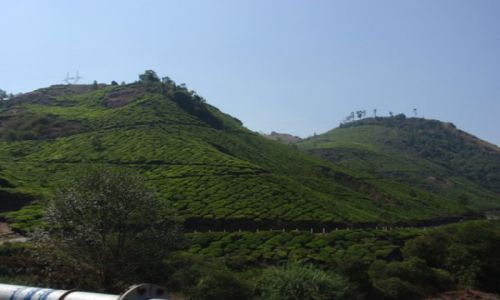 Zdjecie HONG KONG / Kerala / Munnar / tea