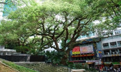 Zdjecie HONG KONG / Hong Kong / centrum / Ulice Hong Kongu