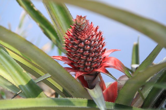 Zdjęcia: Kumakarum, Kerala, ananas, INDIE Zdjęcia: Kumakarum, Kerala, ananas, INDIE