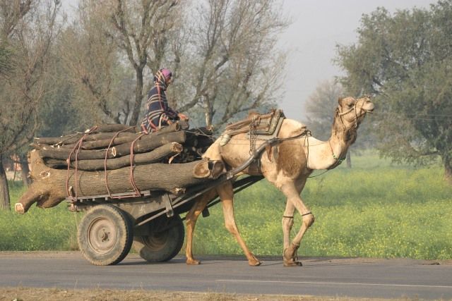 Zdjęcia: Jaipur, Rajasthan, Cargo, INDIE Zdjęcia: Jaipur, Rajasthan, Cargo, INDIE