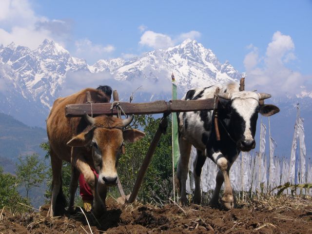 Zdjęcia: Szlak klasztorny, Sikkim, Orka, INDIE Zdjęcia: Szlak klasztorny, Sikkim, Orka, INDIE
