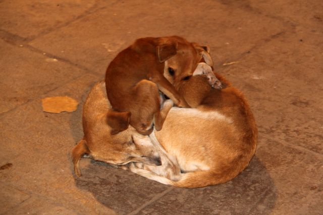 Zdjęcia: Varanasi, Uttar Pradesh, Dogs, INDIE Zdjęcia: Varanasi, Uttar Pradesh, Dogs, INDIE