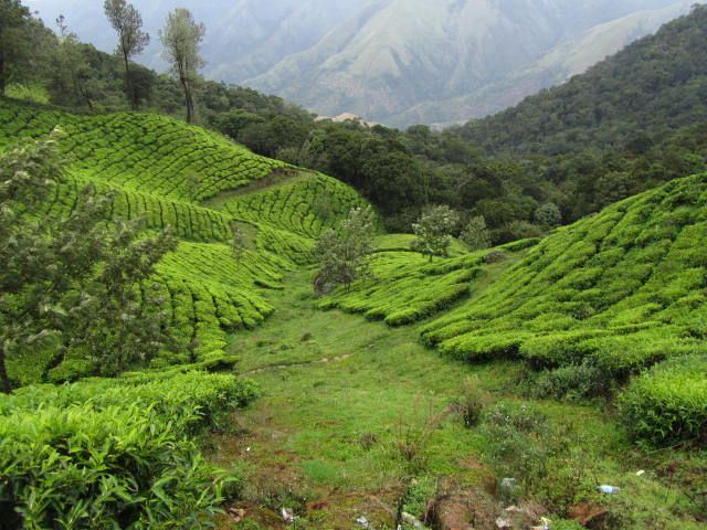Zdjęcia: Munnar, Kerala, Munnar-herbaciane dywany.... , INDIE Zdjęcia: Munnar, Kerala, Munnar-herbaciane dywany.... , INDIE
