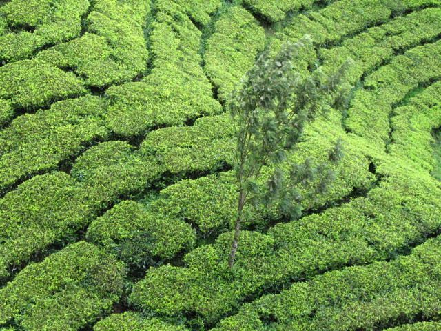 Zdjęcia: Munnar, Kerala, Munnar-herbatka :), INDIE Zdjęcia: Munnar, Kerala, Munnar-herbatka :), INDIE