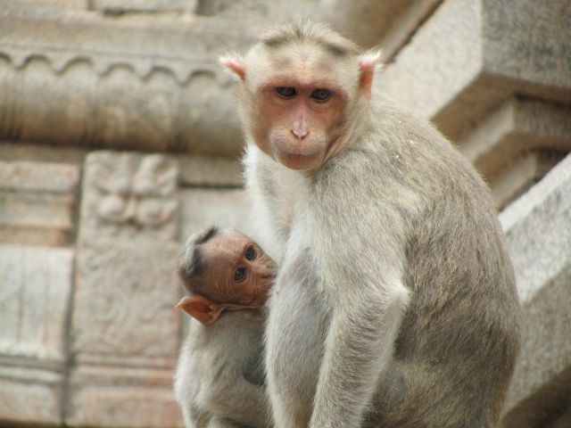Zdjęcia: Hampi, Karnataka, Hampi- małpki na Gopuramie, INDIE Zdjęcia: Hampi, Karnataka, Hampi- małpki na Gopuramie, INDIE