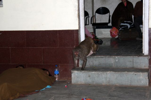 Zdjęcia: Mahoba, Uttar Pradesh, Małpa złodziejka, INDIE Zdjęcia: Mahoba, Uttar Pradesh, Małpa złodziejka, INDIE