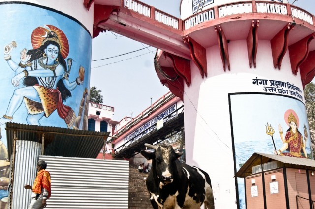 Zdj cia: Varanasi,  Uttar Pradesh, wita trjca , INDIE