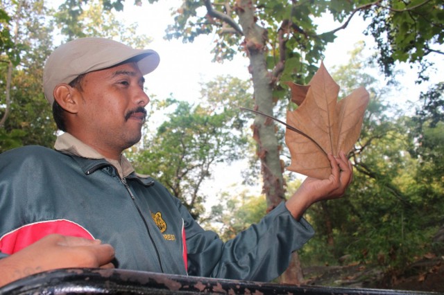 Zdj cia: Satpura, Madhya Pradesh, Li z drzewa zatwar (sterculia urens), INDIE